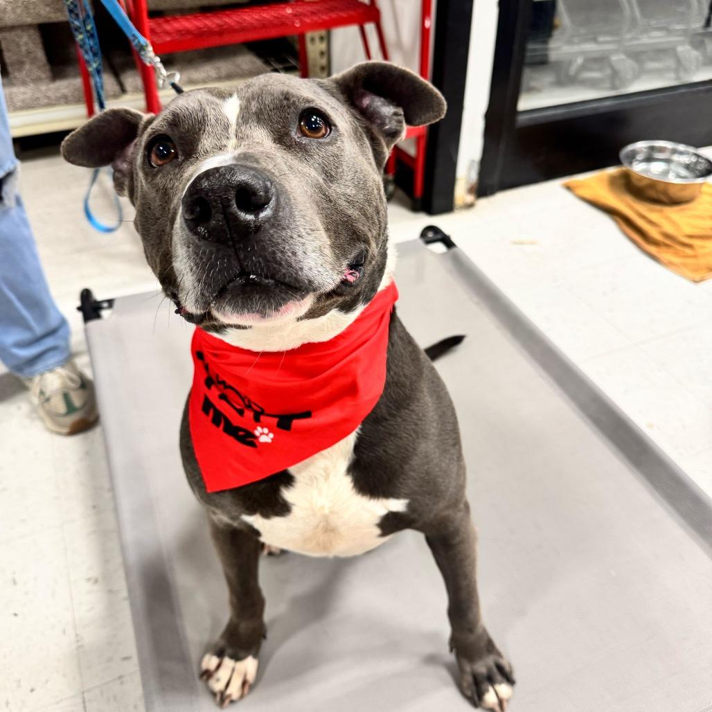Sk8r Boi, a Adoptable Pit Bull Terrier in Louisville, KY image 5/6