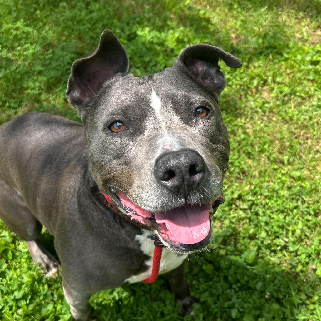 Sk8r Boi, a Adoptable Pit Bull Terrier in Louisville, KY image 6/6