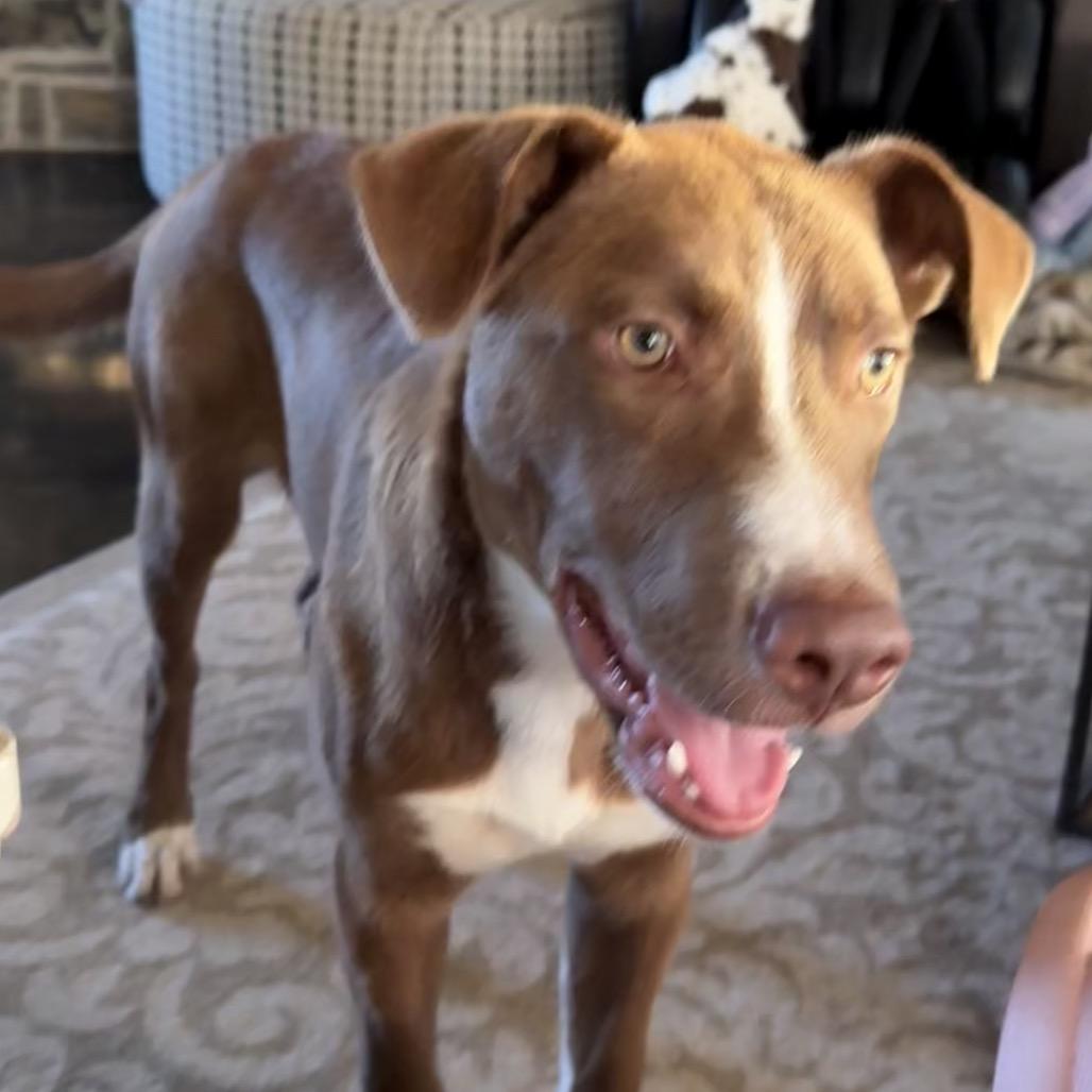 Enlarge Kodi, a Adoptable mixed breed in Ennis, TX image 3/6