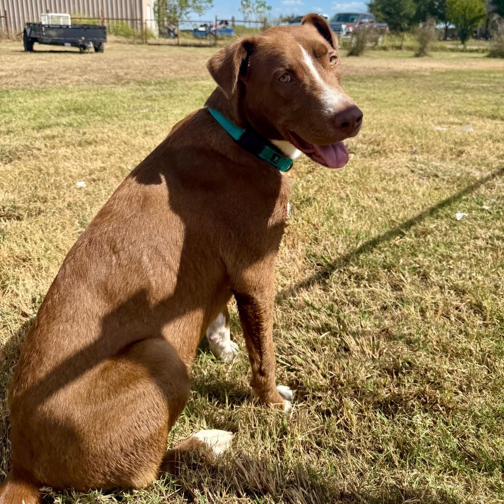 Enlarge Kodi, a Adoptable mixed breed in Ennis, TX image 5/6