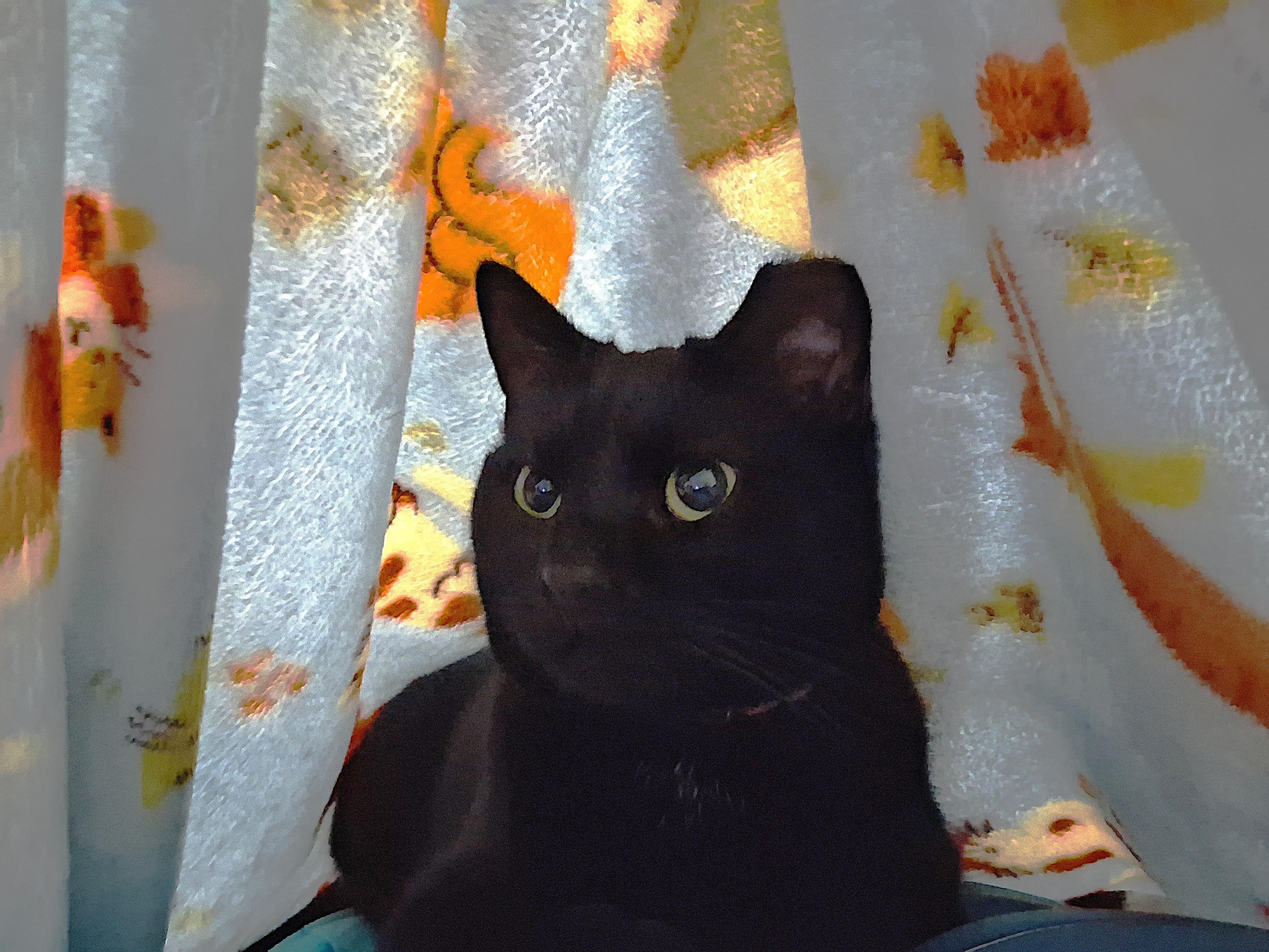 Maya, a Adoptable Domestic Short Hair in Quincy, OH image 2/2