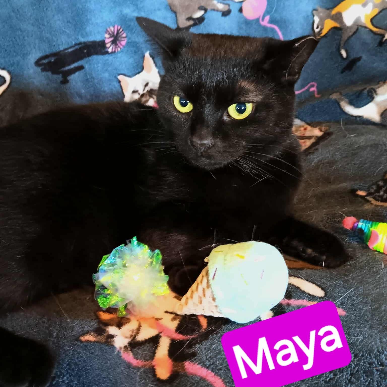 Maya, Adoptable, Young Female Domestic Short Hair.