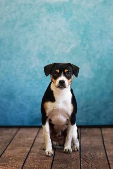 GUS, Adoptable, Adult Male Beagle & Mixed Breed.