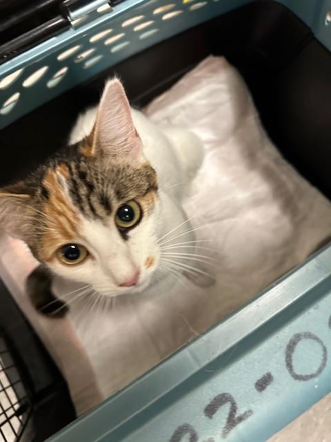 Enlarge Magpie, a Adoptable Calico in Parlier, CA image 1/6