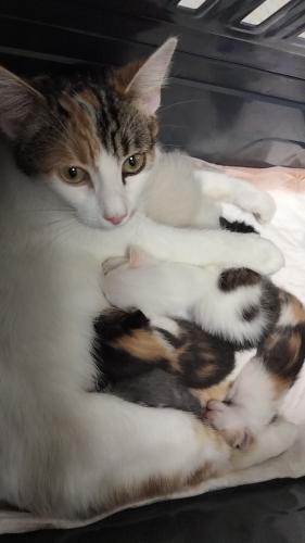 Enlarge Magpie, a Adoptable Calico in Parlier, CA image 3/6