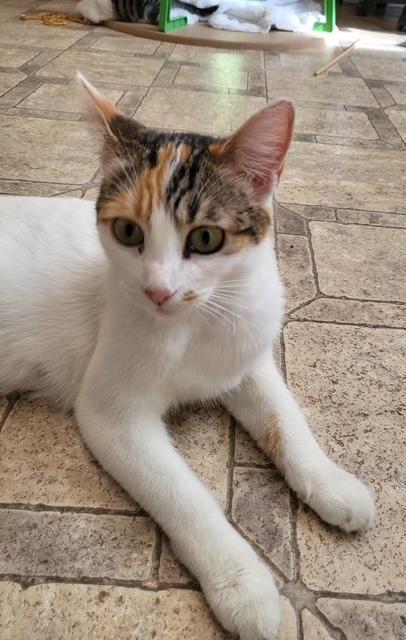 Magpie, a Adoptable Calico in Parlier, CA image 2/6