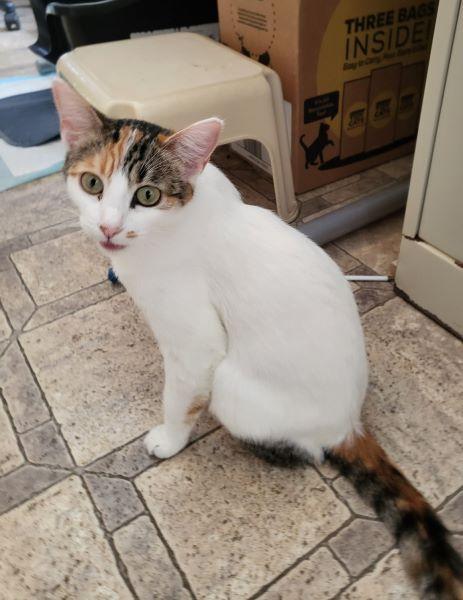 Enlarge Magpie, a Adoptable Calico in Parlier, CA image 3/6