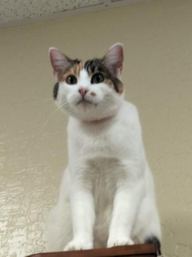 Magpie, a Adoptable Calico in Parlier, CA image 5/6