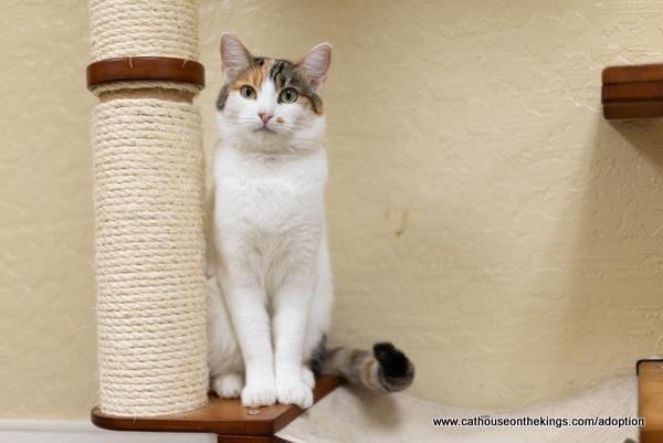 Magpie, a Adoptable Calico in Parlier, CA image 6/6