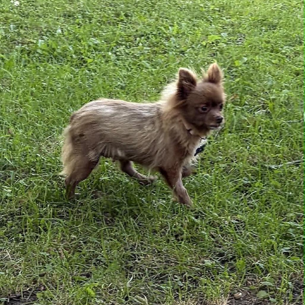 Pizzelle, Adoptable, Senior Female Pomeranian.
