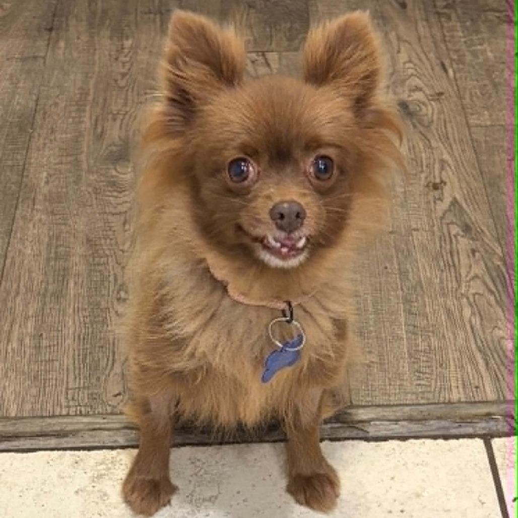 Enlarge Pizzelle, a Adoptable Pomeranian in St. Charles, IL image 2/6