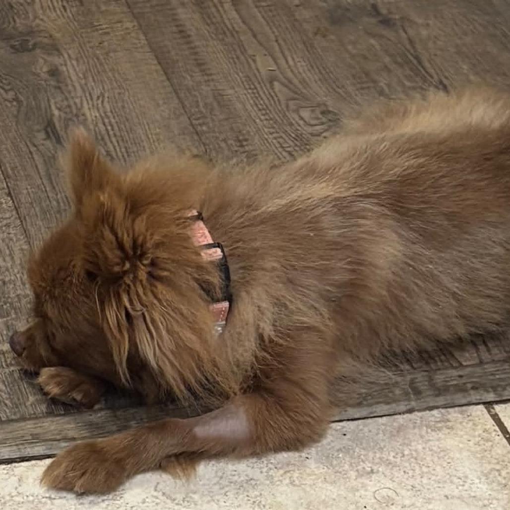 Enlarge Pizzelle, a Adoptable Pomeranian in St. Charles, IL image 3/6