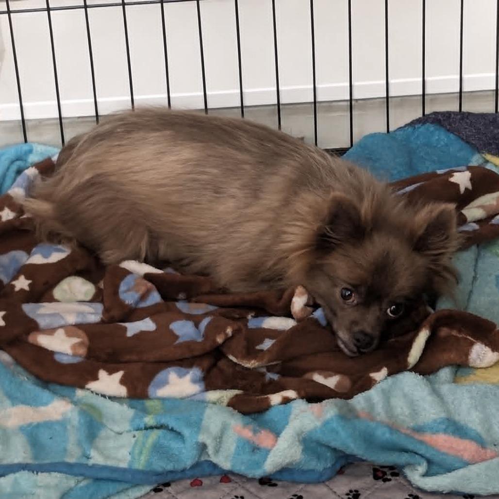 Enlarge Pizzelle, a Adoptable Pomeranian in St. Charles, IL image 4/6