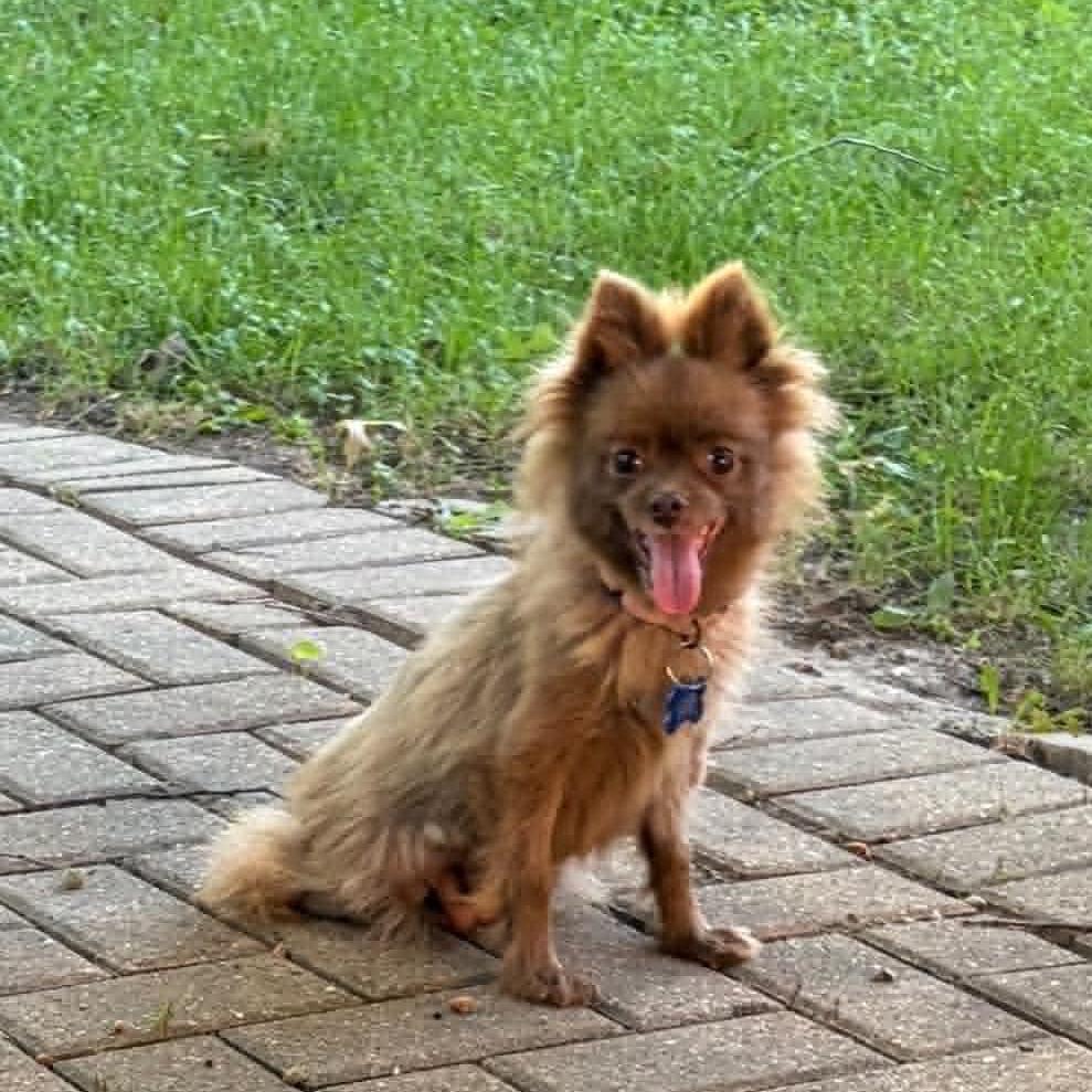 Enlarge Pizzelle, a Adoptable Pomeranian in St. Charles, IL image 5/6