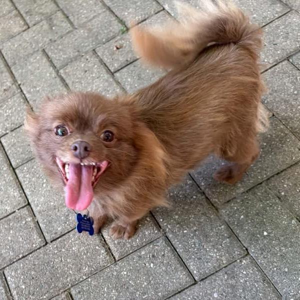 Enlarge Pizzelle, a Adoptable Pomeranian in St. Charles, IL image 6/6
