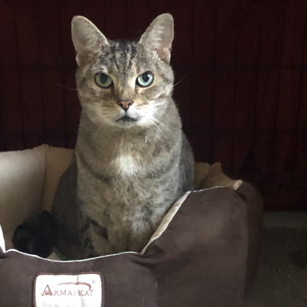 Enlarge Dora, a Adoptable Domestic Short Hair in Inver Grove Heights, MN image 1/3