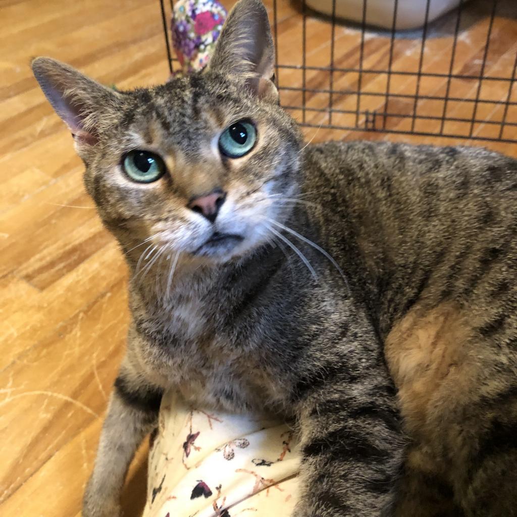 Dora, a Adoptable Domestic Short Hair in Saint Paul, MN image 3/3