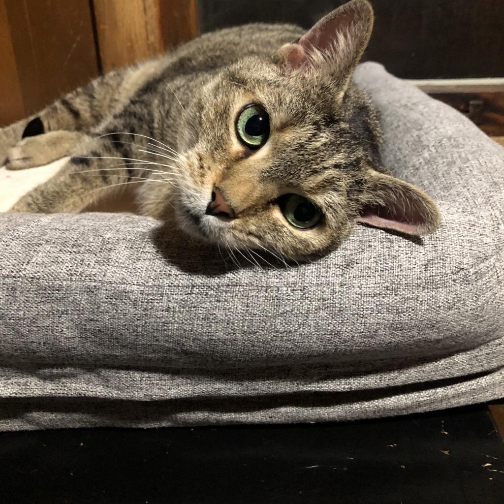 Enlarge Dora, a Adoptable Domestic Short Hair in Inver Grove Heights, MN image 3/3