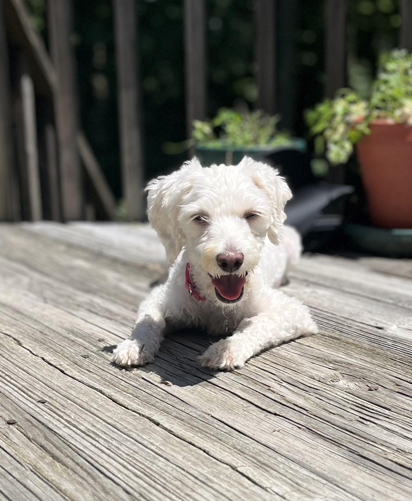 Pixie