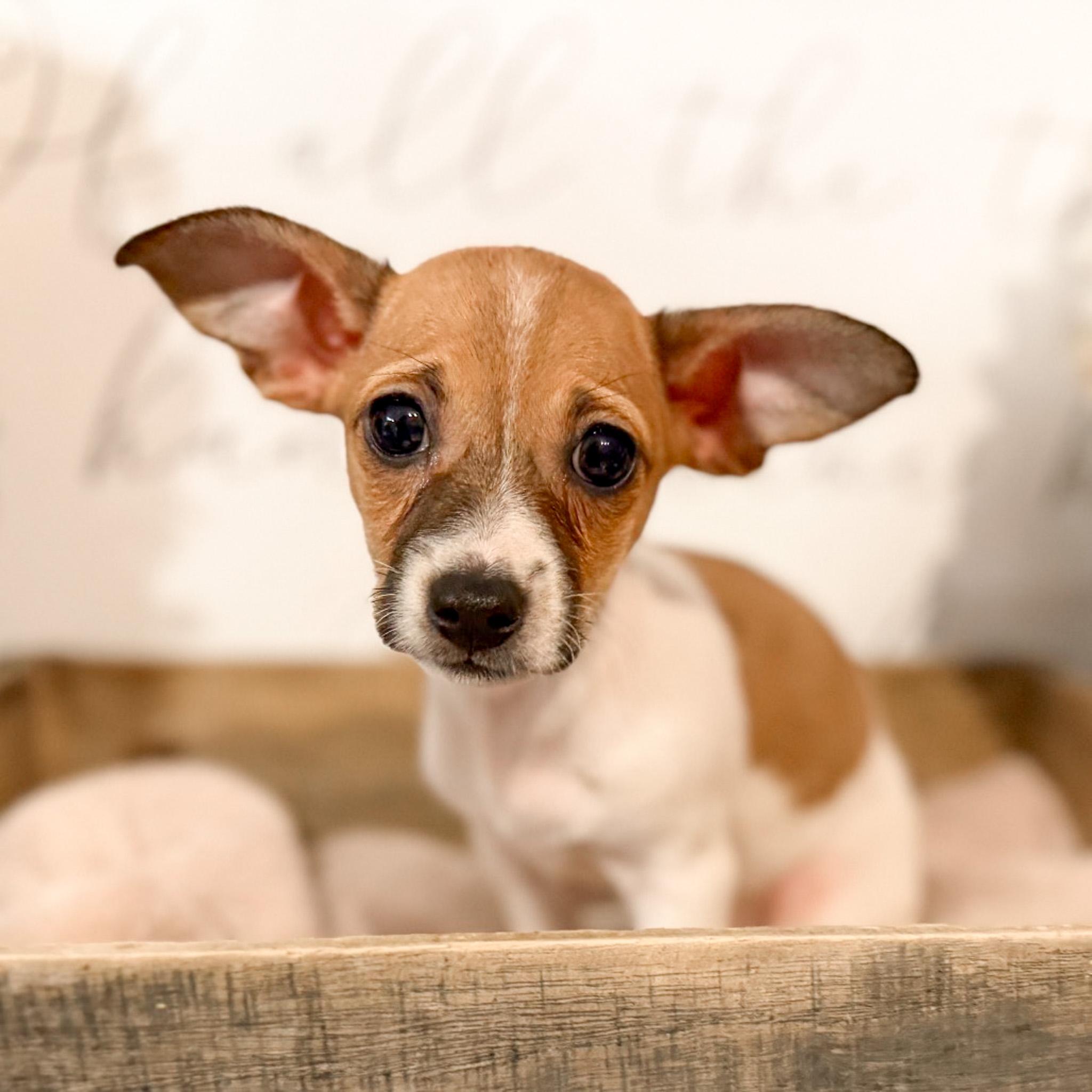 Enlarge Izzy , a ADOPTABLE mixed breed in Newberg, OR image 1/1