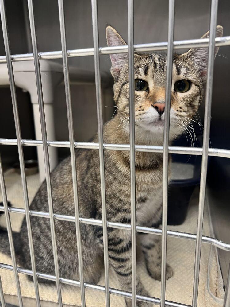Enlarge Leia, a Adoptable Domestic Short Hair in Bowling Green, OH image 1/2