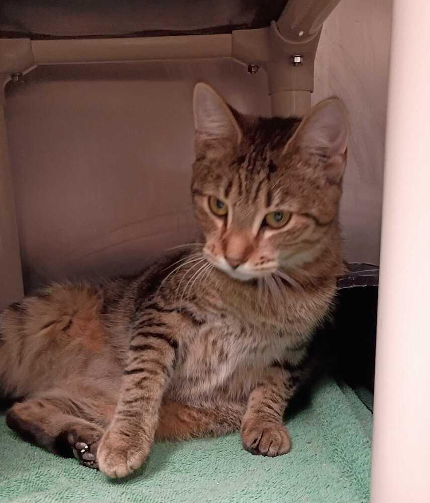 Enlarge Leia, a Adoptable Domestic Short Hair in Bowling Green, OH image 2/2