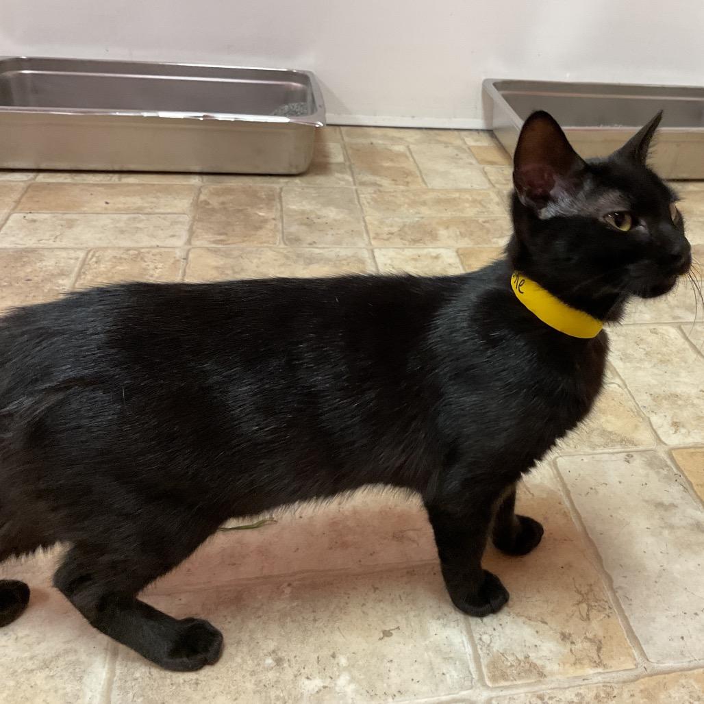 Tootie, Adoptable, Young Female Domestic Short Hair.