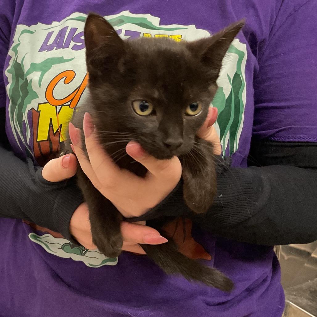 Tootie, a Adoptable Domestic Short Hair in Monroe, LA image 2/2
