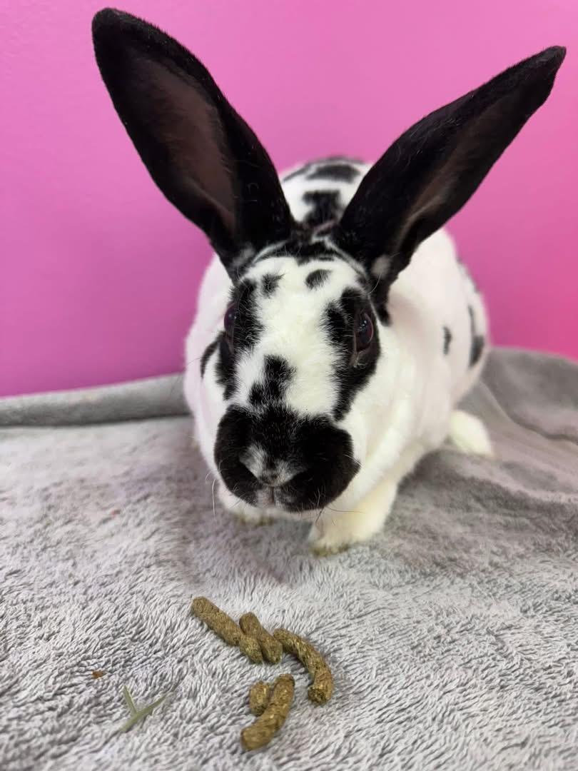 Enlarge Puppy, a Adoptable New Zealand in St. Charles, MO image 1/4