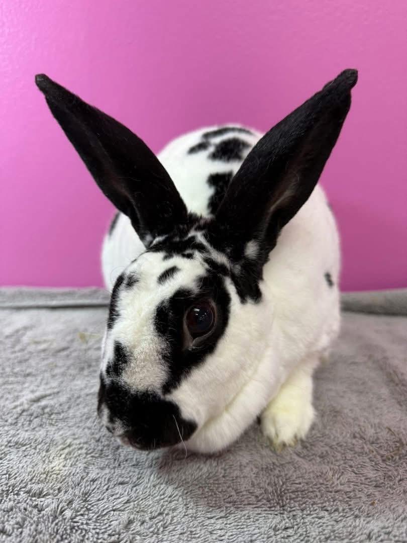 Puppy, Adoptable, Adult Female New Zealand.