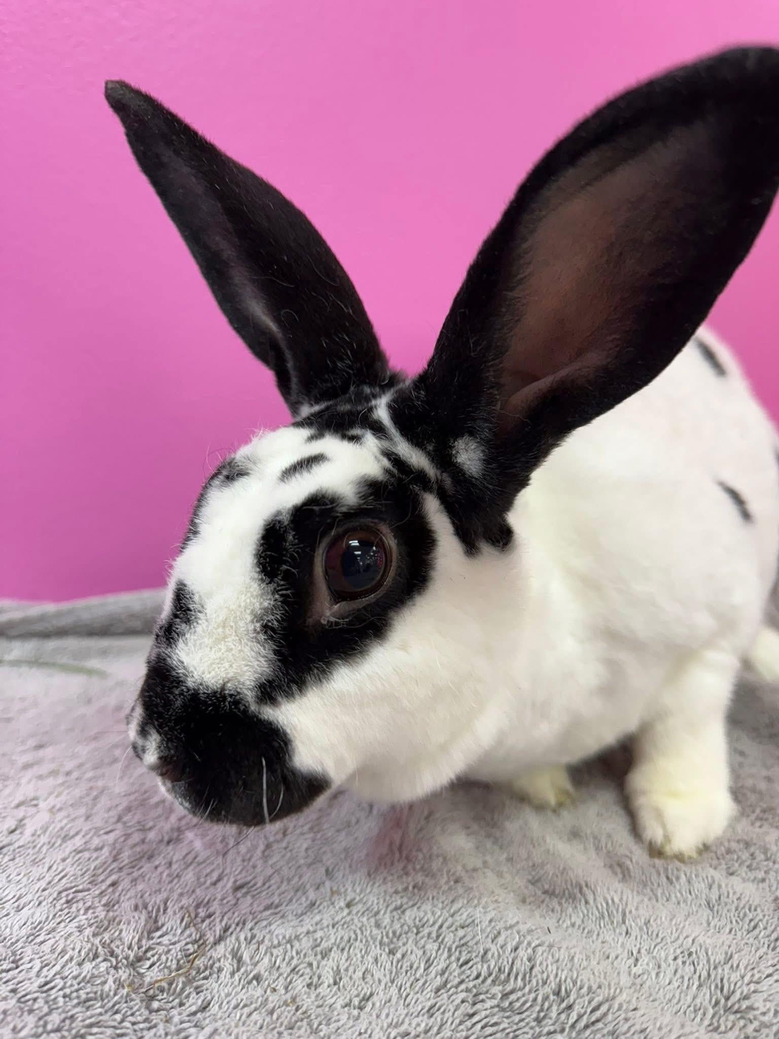 Enlarge Puppy, a Adoptable New Zealand in St. Charles, MO image 3/4