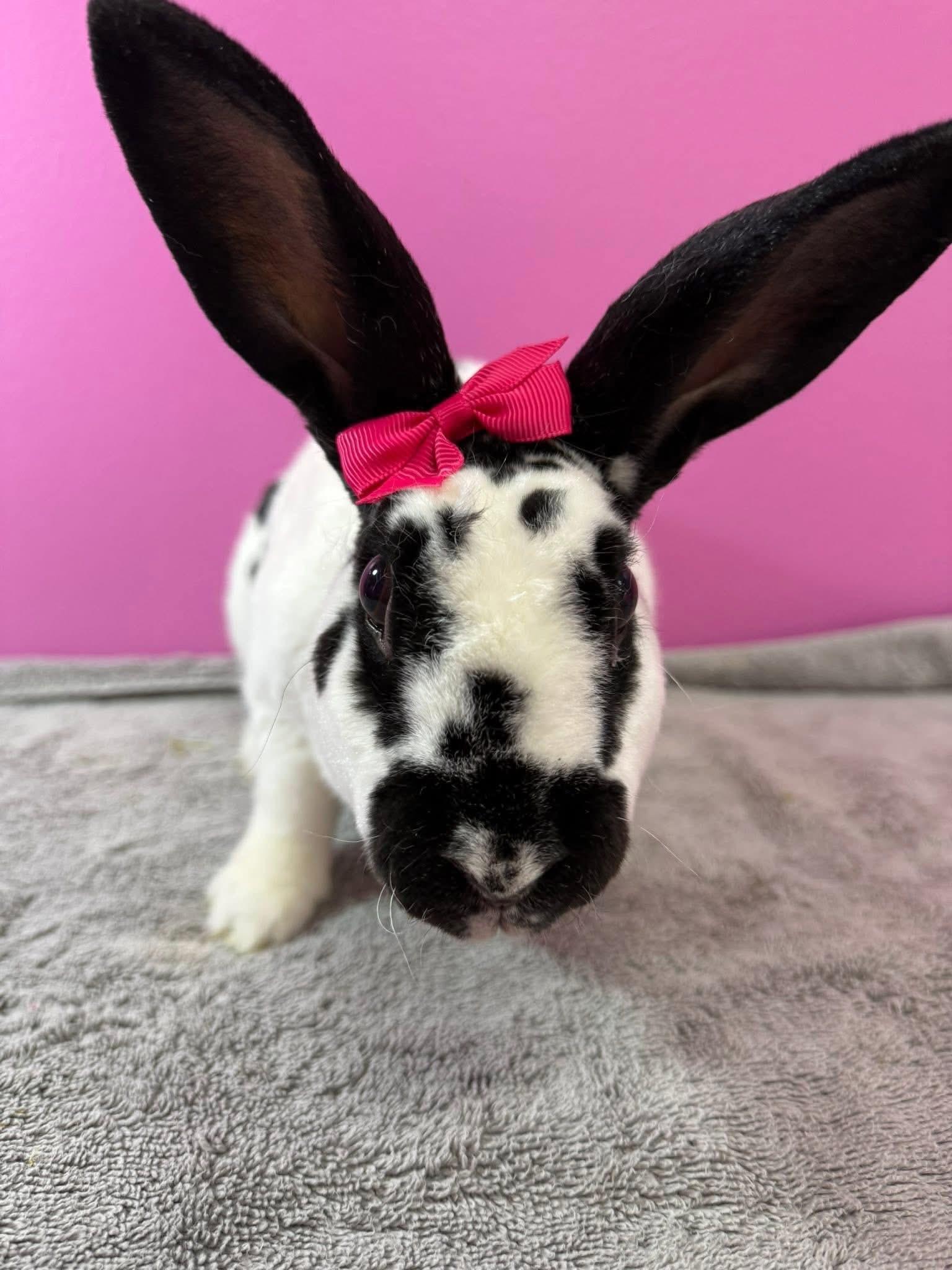 Enlarge Puppy, a Adoptable New Zealand in St. Charles, MO image 4/4