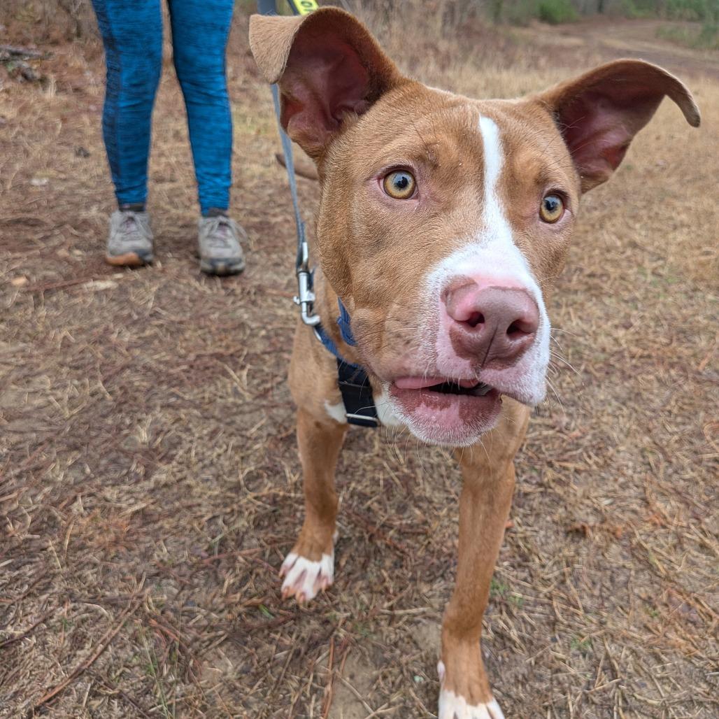 Bradley, Adoptable, Adult Male Terrier.