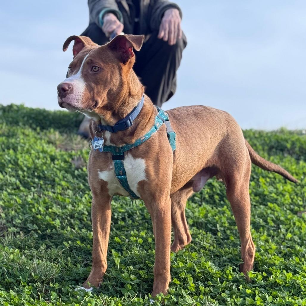Enlarge Bradley, a Adoptable Terrier in Wake Forest, NC image 2/6