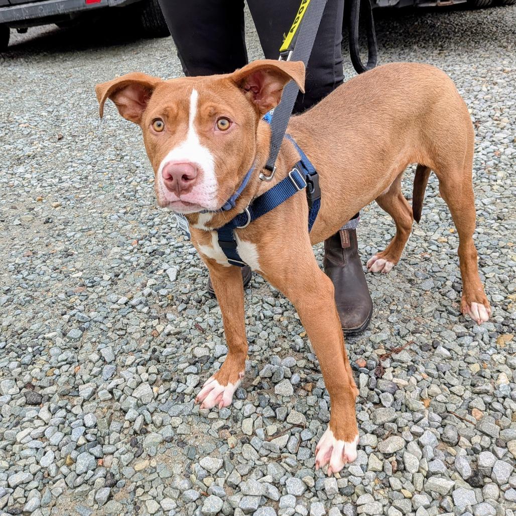 Enlarge Bradley, a Adoptable Terrier in Wake Forest, NC image 3/6