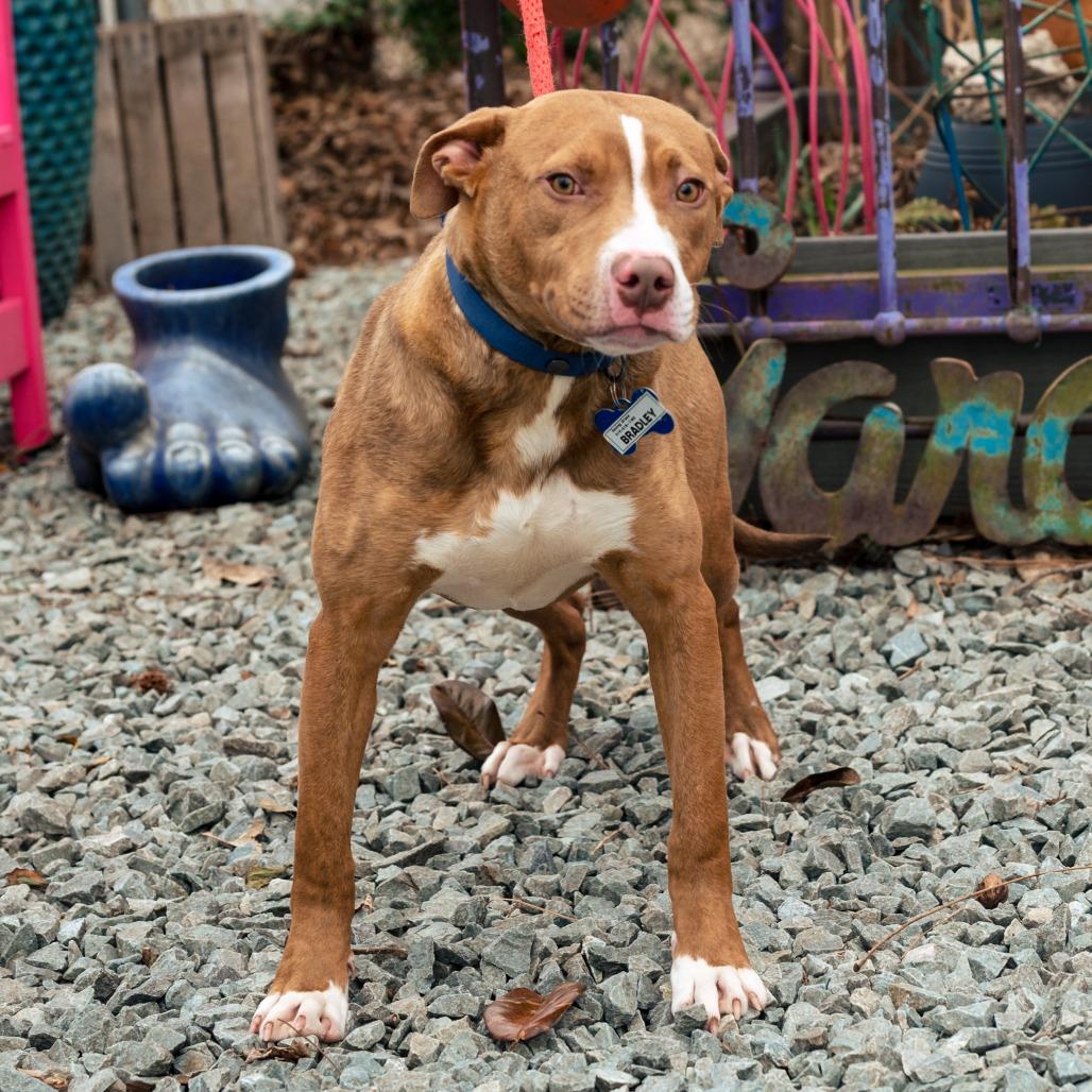 Enlarge Bradley, a Adoptable Terrier in Wake Forest, NC image 4/6