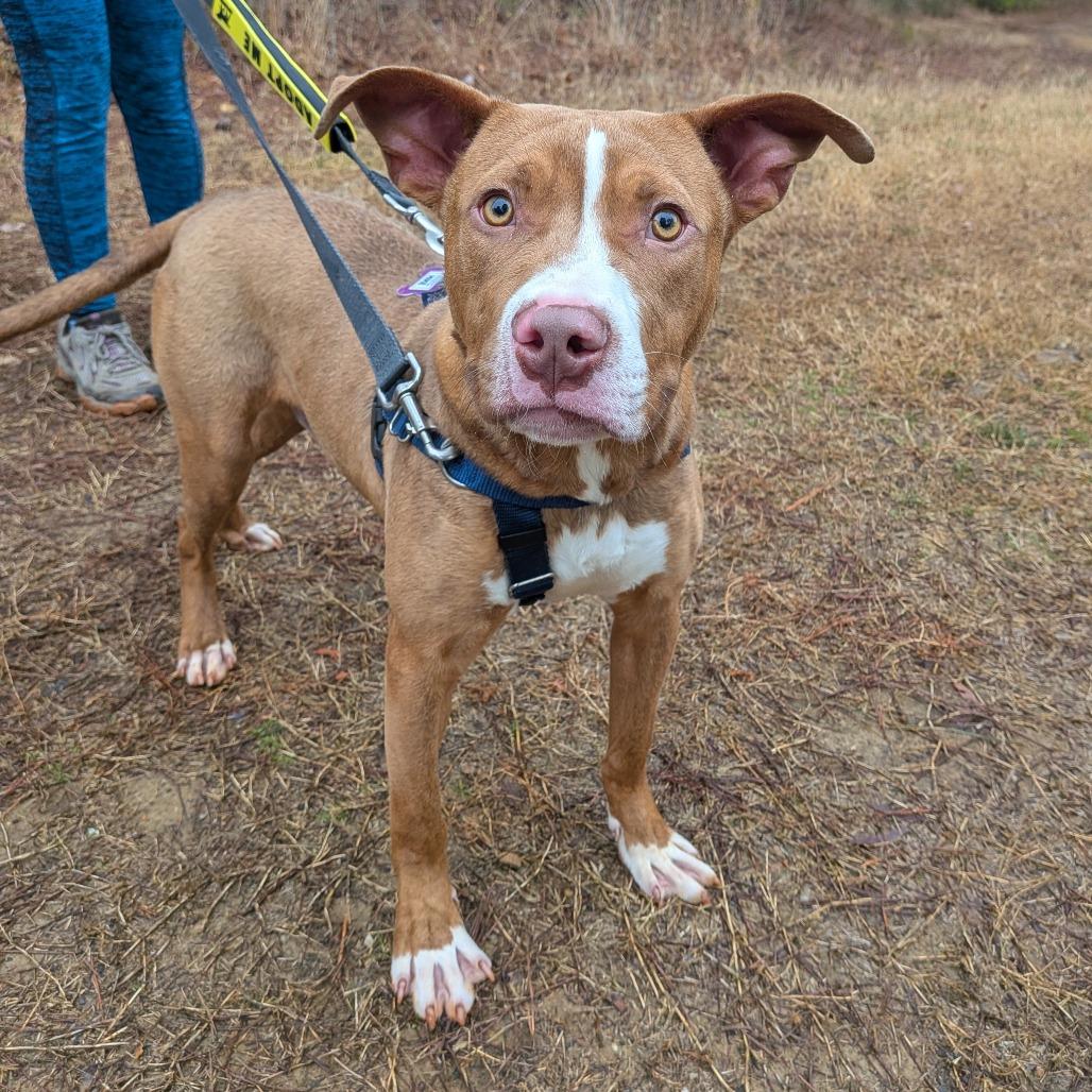 Enlarge Bradley, a Adoptable Terrier in Wake Forest, NC image 5/6