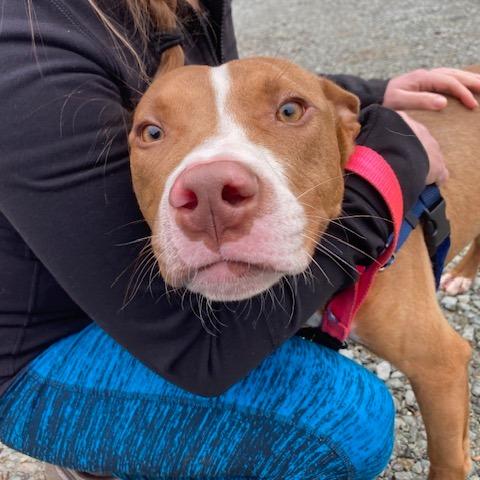 Enlarge Bradley, a Adoptable Terrier in Wake Forest, NC image 6/6