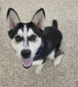 Enlarge Mia, a ADOPTABLE mixed breed in Nashua, NH image 2/2