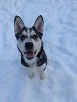 Mia, ADOPTABLE, Young Female Siberian Husky.