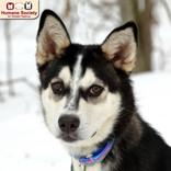 Mia, ADOPTABLE, Young Female Siberian Husky.