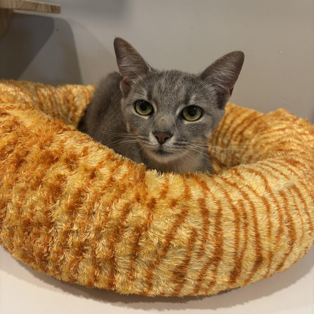 Thorn, Adoptable, Young Female Domestic Short Hair.