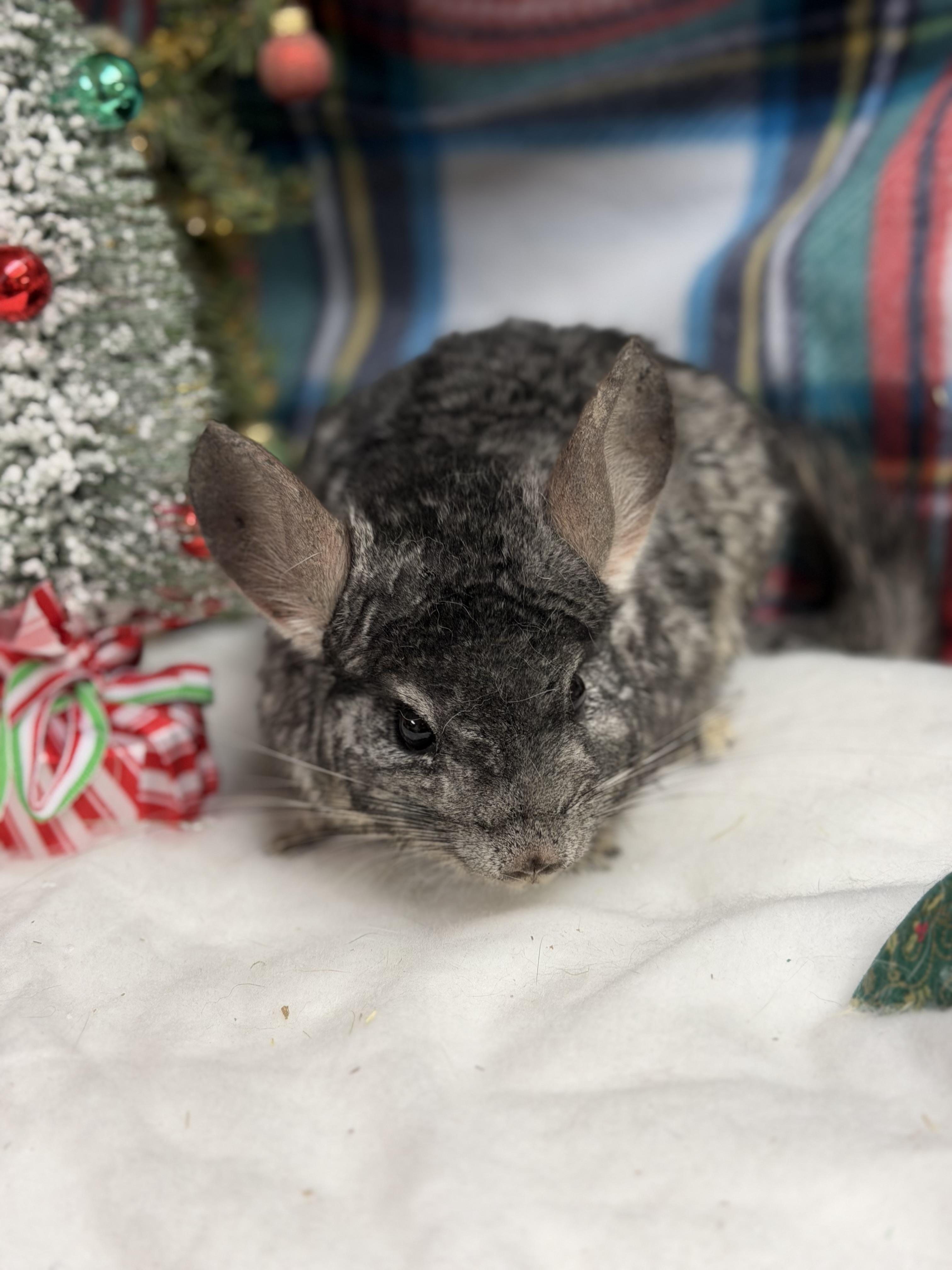 Enlarge Timon: médical hold, a Adoptable Chinchilla in Edinburg, PA image 2/6