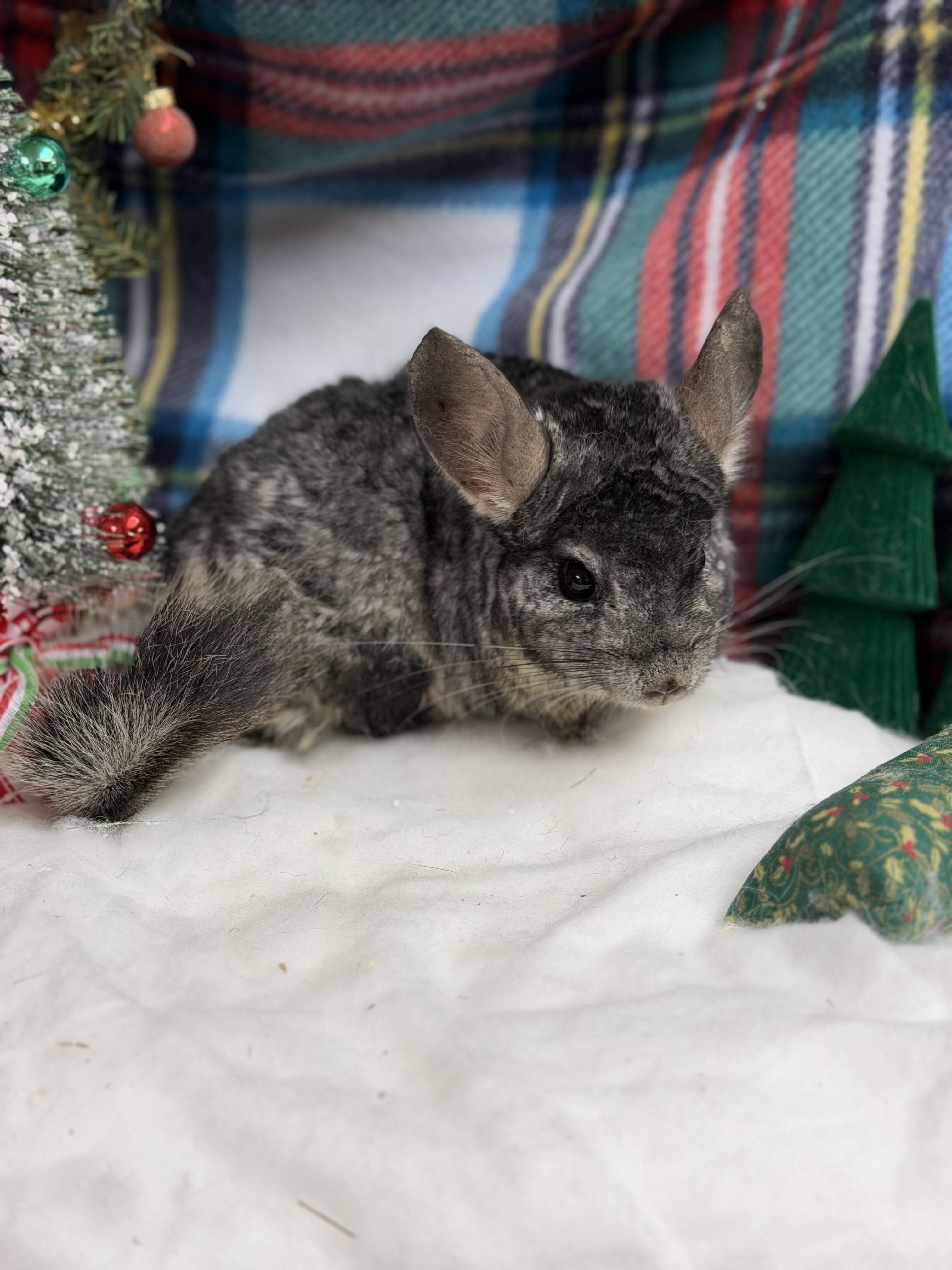 Enlarge Timon: médical hold, a Adoptable Chinchilla in Edinburg, PA image 3/6
