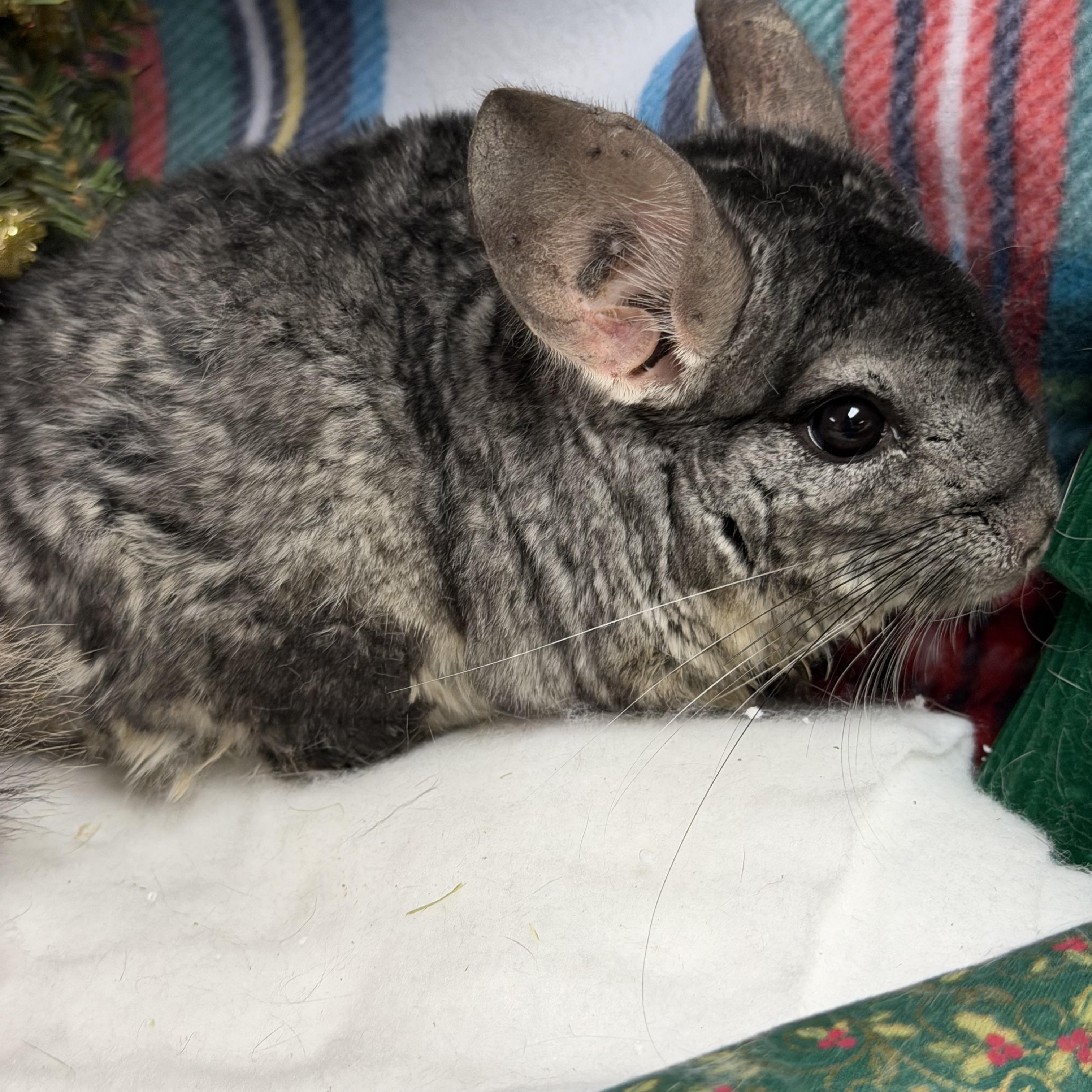 Enlarge Timon: médical hold, a Adoptable Chinchilla in Edinburg, PA image 4/6