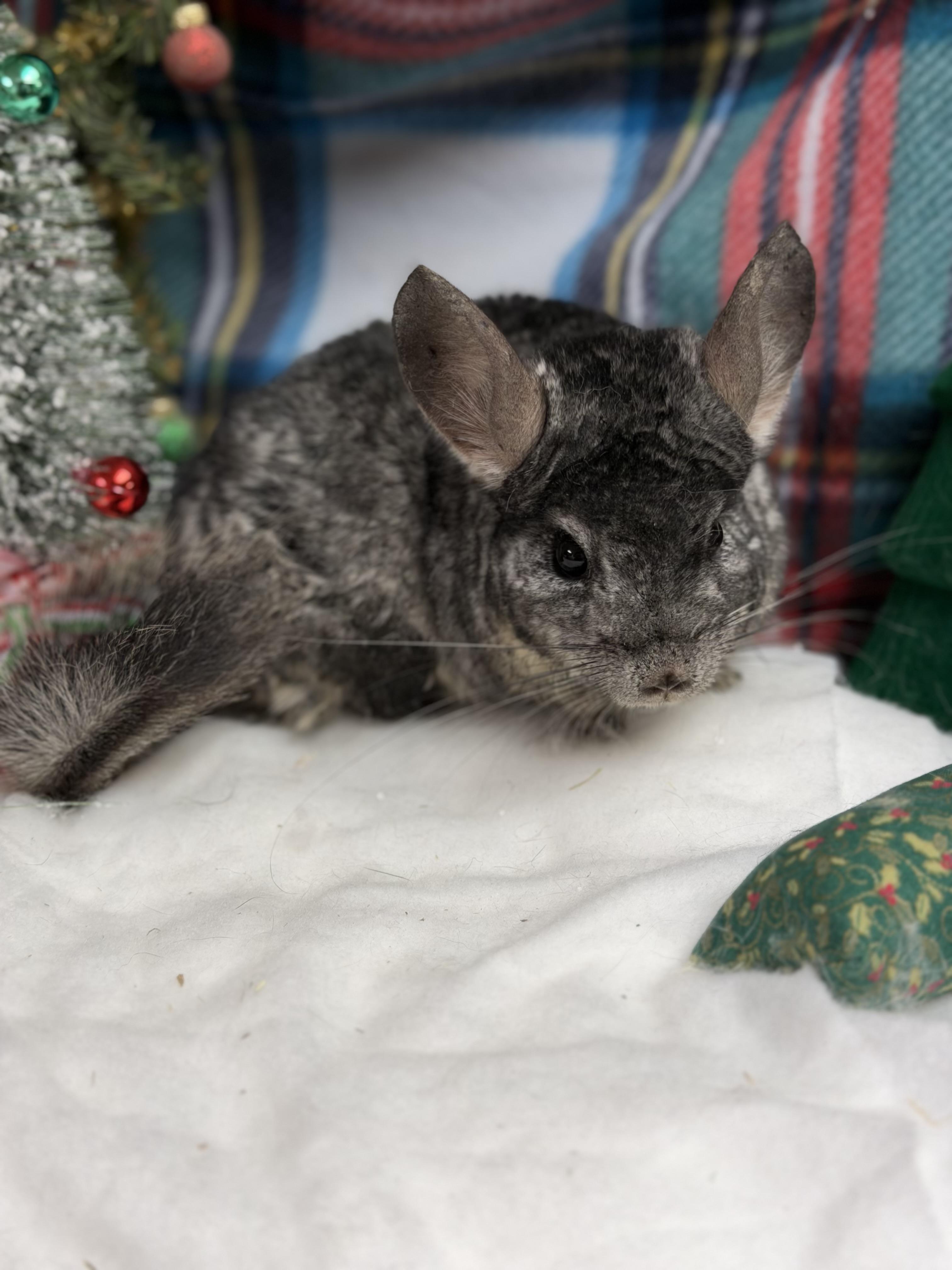 Enlarge Timon: médical hold, a Adoptable Chinchilla in Edinburg, PA image 5/6
