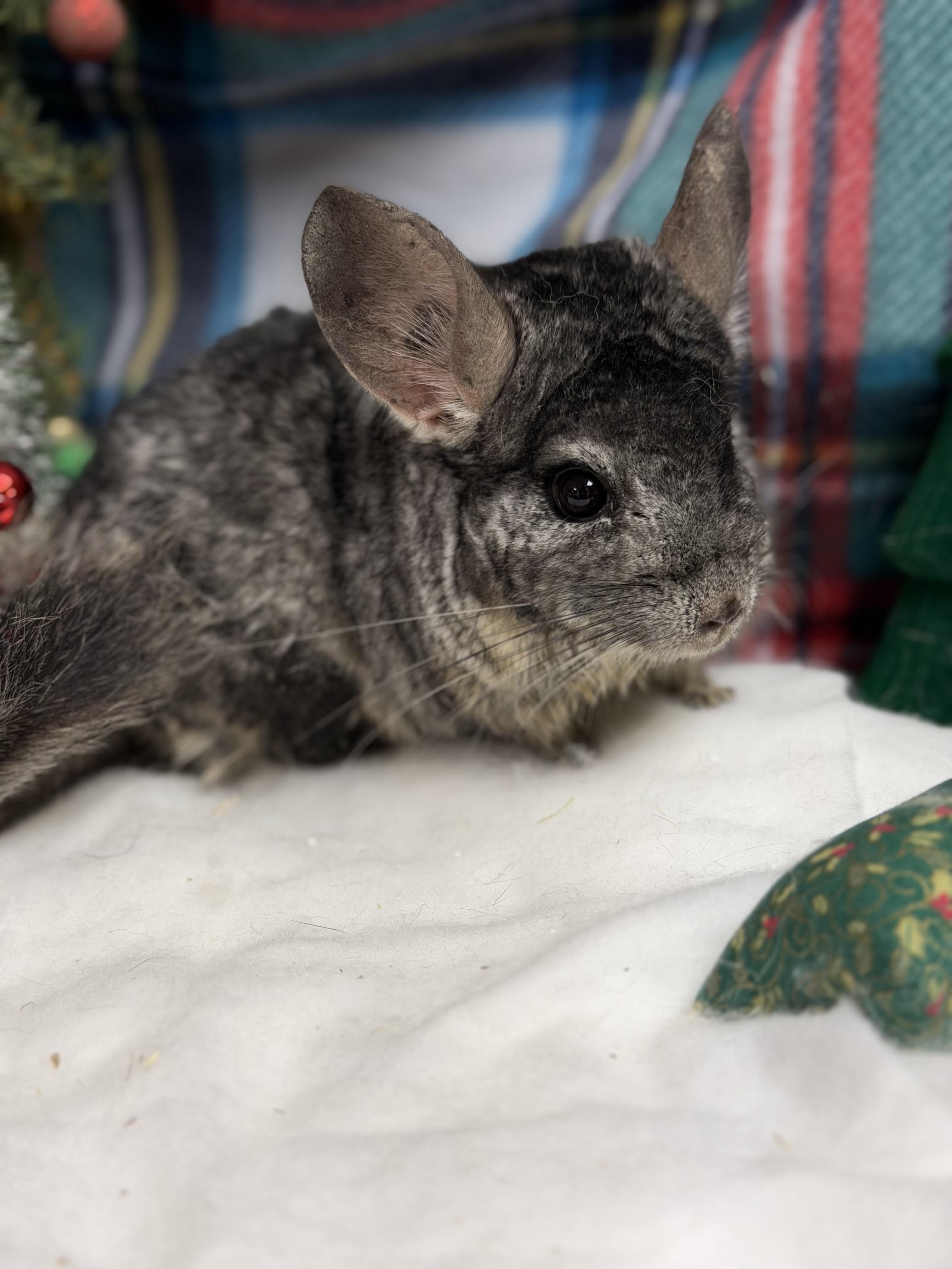 Enlarge Timon: médical hold, a Adoptable Chinchilla in Edinburg, PA image 1/6