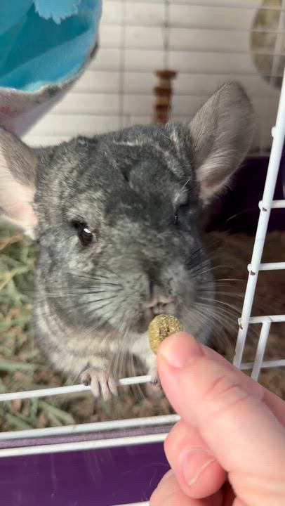 Enlarge Timon: médical hold, a Adoptable Chinchilla in Edinburg, PA video 6/6