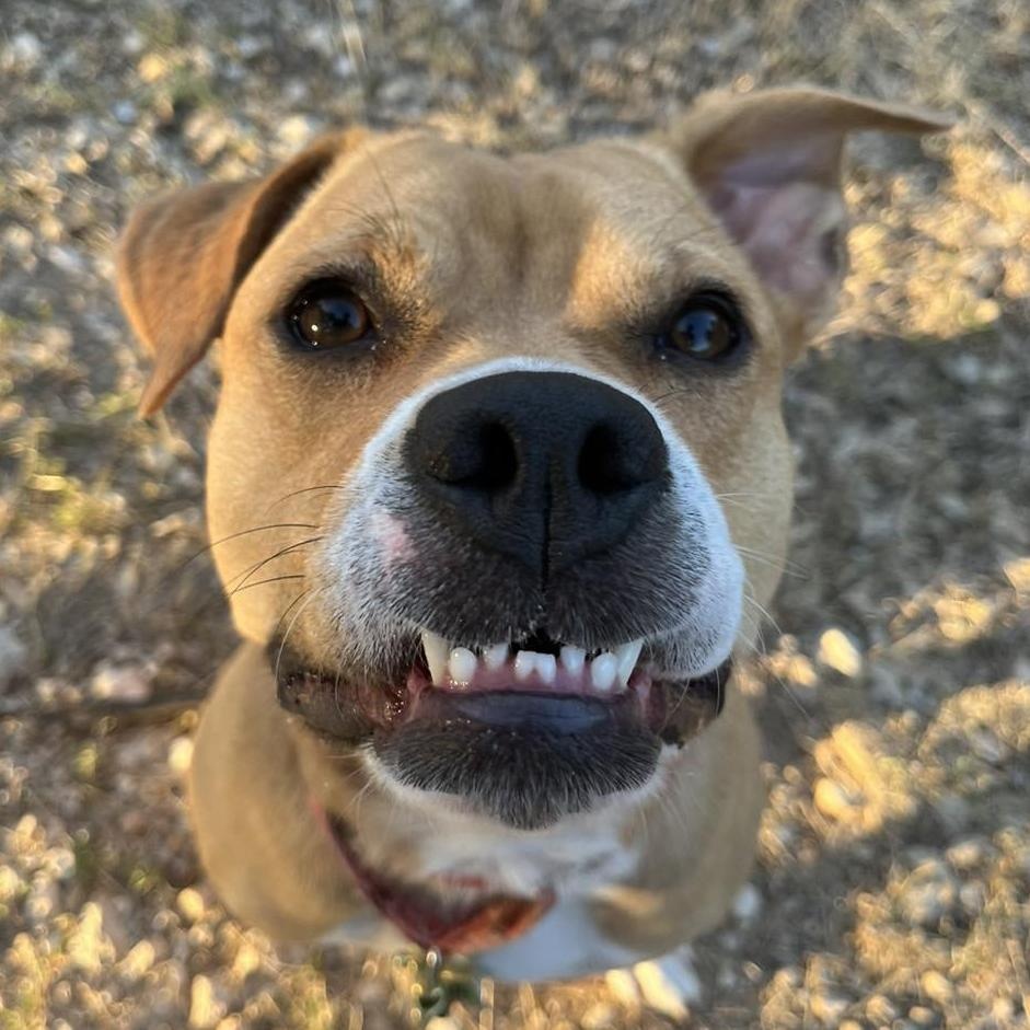 Enlarge Posey, a ADOPTABLE mixed breed in Georgetown, TX image 6/6