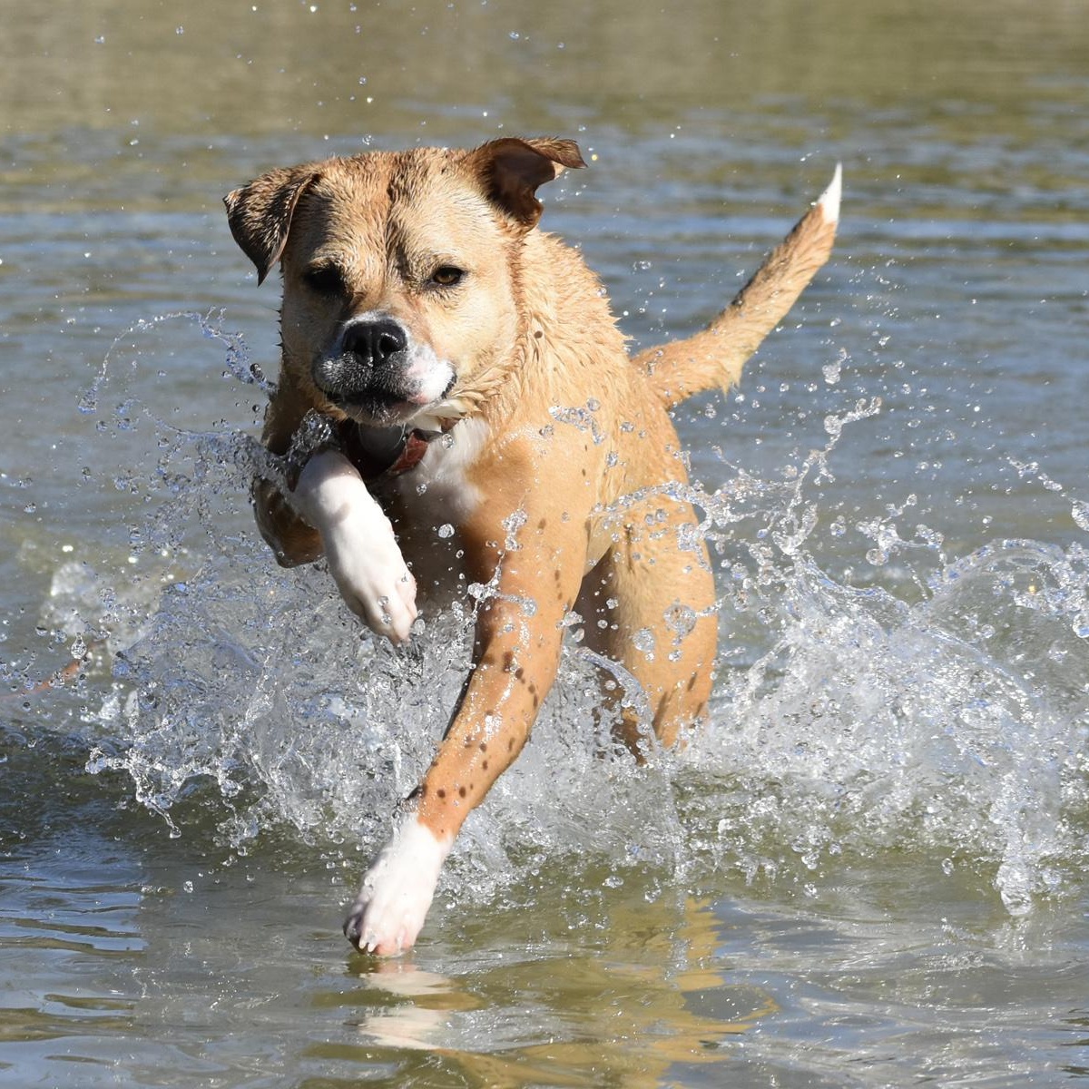 Enlarge Posey, a ADOPTABLE mixed breed in Georgetown, TX image 3/6